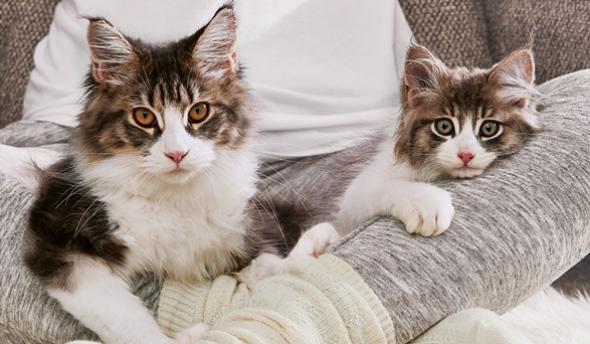 keeping_your_pet_healthy