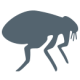 fleas