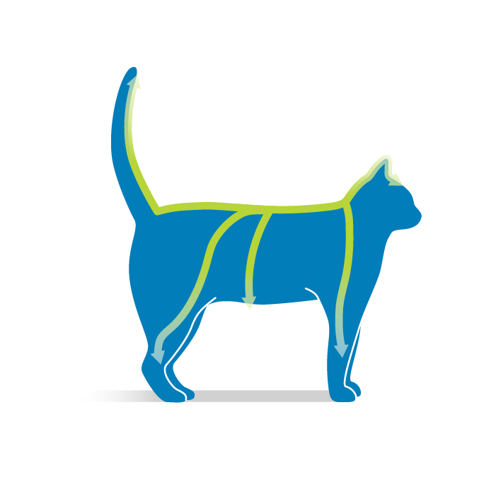 Step 4: Apply entire contents in one spot