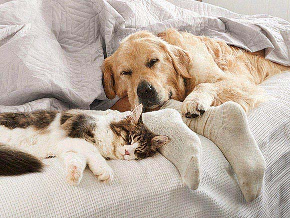 dog and cat